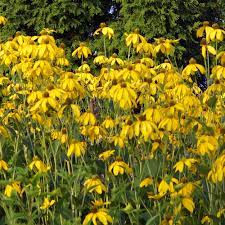 Rudbeckia Herbstsonne