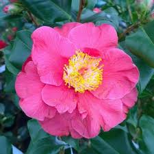 Camellia jap Dr King