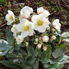 Helleborus (HGC) Snow Dance  P15