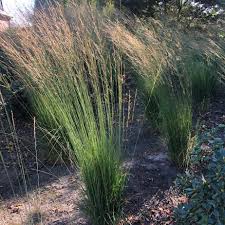 MOLINIA Heidebraut  3L