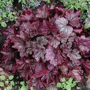 Coral-Bells-Heuchera-Blackberry-Plant