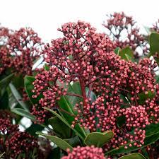 Skimmia jap. Rubesta