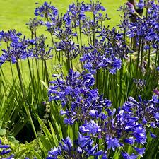 Agapanthus Dr Brouwer