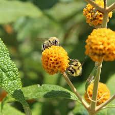 Buddleja globosa