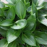 Hosta Devon Green