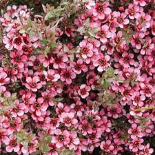 LEPTOSPERMUM S. KIWI