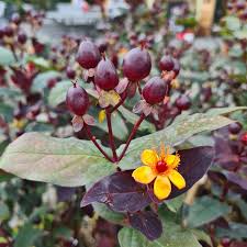 Hypericum ... Hypericum Miracle Night C2