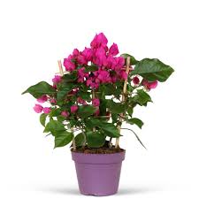 Bougainvillea Vera Deep Purple