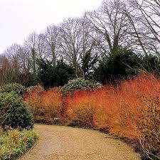 Cornus sang. Midwinter Fire