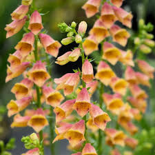 Digitalis Goldcrest