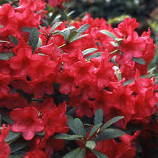 Rhododendron Elizab. Red Foliage  30-40 CM C5