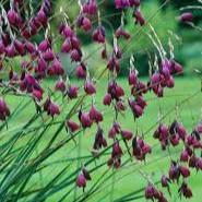 Dierama pulcherrimum Blackbird