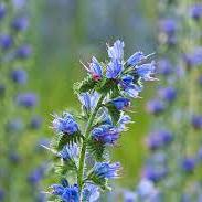 Echium-Vulgare-Plant