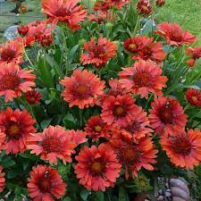 GAILLARDIA-Celebration-flower-1