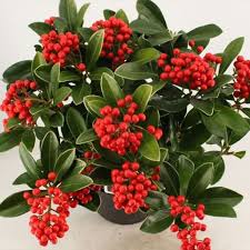 Skimmia jap. Temptation  C5  berried 20-25 cl.