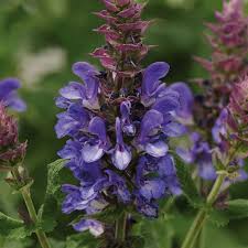 SALVIA nem.Dark Blue Marvel