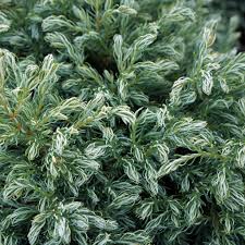 False Cypress Chamaecyparis Pisifera Blue Planet (3Ltr Pot)