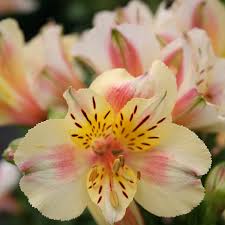 Alstroemeria Inticancha Sunset 3 Ltr