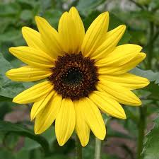 5 Ltr Zinc Pot - Helianthus Sunsation