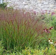 Panicum virg. Rehbraun  2L, square pot