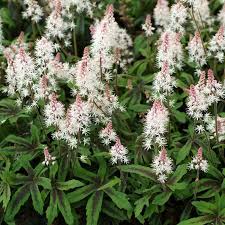 TIARELLA Spring Symphony