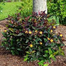 Hypericum Miracle Night  (2Ltr pot)