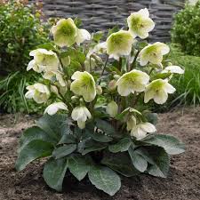 HELLEBORUS Moon Dance