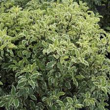 PITTOSPORUM teni.  Variegatum   20L