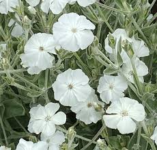 LYCHNIS coronaria Alba