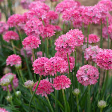 ARMERIA Dreameria Dreamland