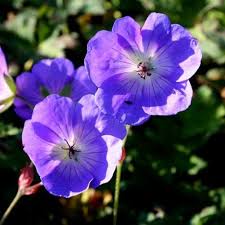 GERANIUM ROZANNE RP 3ltr