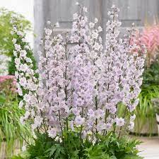 Delphinium Highlander Cha Cha