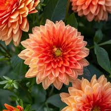 DAHLIA cocc. Dalina Maxi Apricot