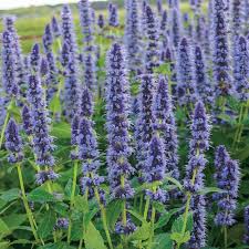 Agastache Blue Fortune