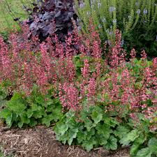 HEUCHERA Timeless Treasure