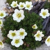 Saxifraga Pixie White