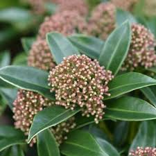 Skimmia jap. Godries Dwarf  12 Ltr pot