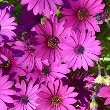 Osteospermum Pink