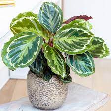 Peacock Plant (Calathea Medallion)