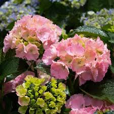 HYDRANGEA M. PINK SENSATION