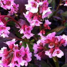 BERGENIA Pink Dragonfly 2lt