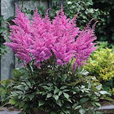 Astilbe-Purple-Glory-Plant