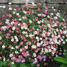 Mexican Fleabane (Erigeron Karvinskianus)