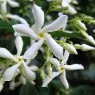 TRACHELOSPERMUM JASMINOIDES (RP)