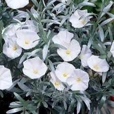 Convolvulus Cneorum