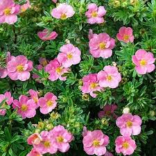 Potentilla Lovely Pink