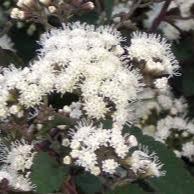 Eupatorium rugosum Chocolate