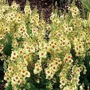 Verbascum Dark Eyes