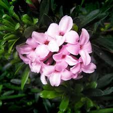 DAPHNE trans. Pink Fragrance