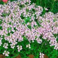 Nemesia-denticulata-Confetti-Plant